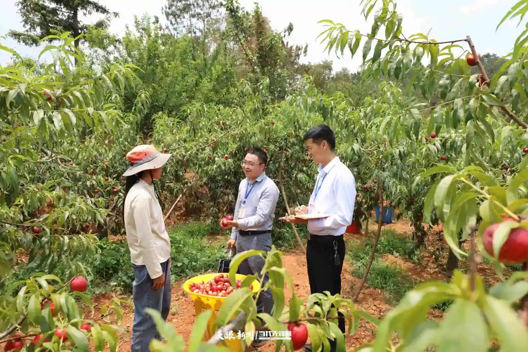 图为威宁自治县纪检监察干部在龙场镇油桃种植基地了解相关情况。.JPG